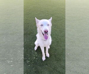 Zeus 2 (TX) - Male Siberian Husky Dog for Adoption - Photo #8