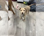Small #1 Mutt