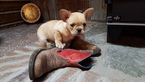 Small Photo #1 French Bulldog Puppy For Sale in BARNETT, MO, USA
