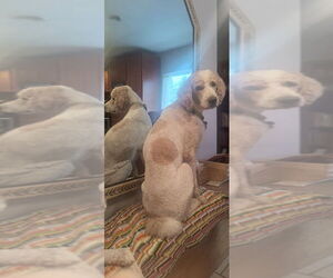 Father of the Goldendoodle puppies born on 07/23/2026