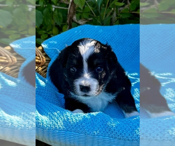 Medium Photo #2 Australian Shepherd Puppy For Sale in TALLAHASSEE, FL, USA