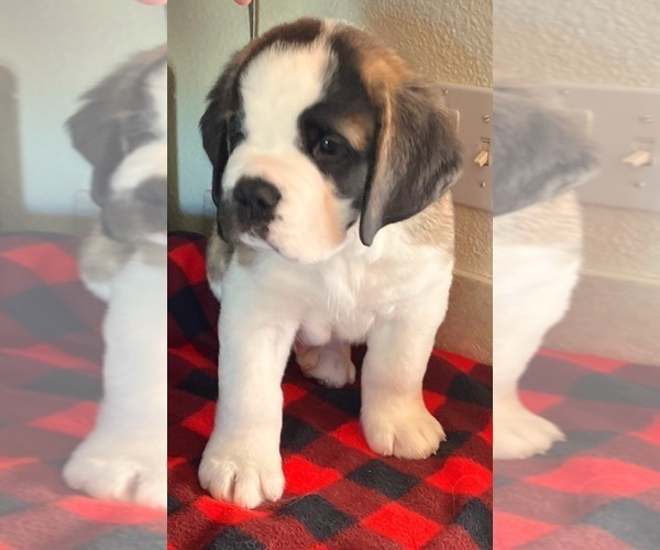 Medium Photo #1 Saint Bernard Puppy For Sale in COLORADO SPRINGS, CO, USA