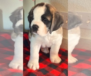Saint Bernard Puppy for sale in COLORADO SPRINGS, CO, USA