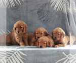 Small Photo #2 Golden Retriever Puppy For Sale in GORDONVILLE, PA, USA