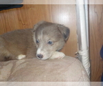 Small Photo #37 Australian Shepherd-Pembroke Welsh Corgi Mix Puppy For Sale in GALLEGOS, NM, USA