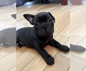 Frenchie Labrador Puppy for sale in CORONA, CA, USA