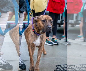 Ellie - brindle boxer beauty - Female Bullboxer Pit Dog for Adoption - Photo #6