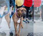 Small Photo #6 Bullboxer Pit Puppy For Sale in Oakhurst, NJ, USA