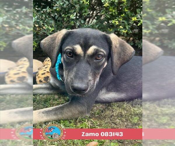 Medium Photo #2 Black Mouth Cur Puppy For Sale in Mobile, AL, USA