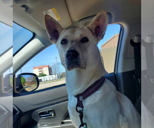 Roxie - Female Siberian Husky-Unknown Mix Dog for Adoption - Photo #7