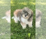 Small Photo #10 Lhasa-Poo Puppy For Sale in CANOGA, NY, USA