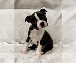 Small Photo #12 Boston Terrier Puppy For Sale in SNOHOMISH, WA, USA