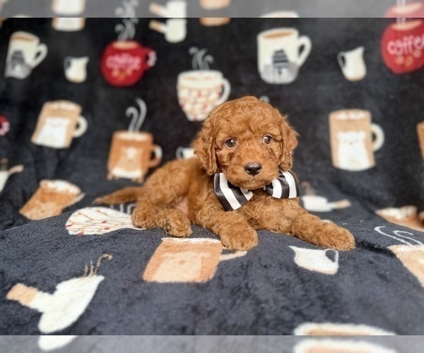 Medium Photo #3 Cockapoo (Miniature) Puppy For Sale in LAKELAND, FL, USA