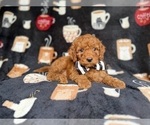 Small #2 Cockapoo (Miniature)