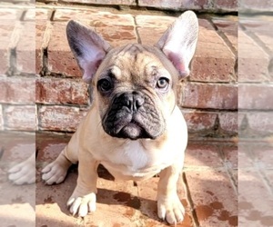 French Bulldog Puppy for sale in HUDDLESTON, VA, USA