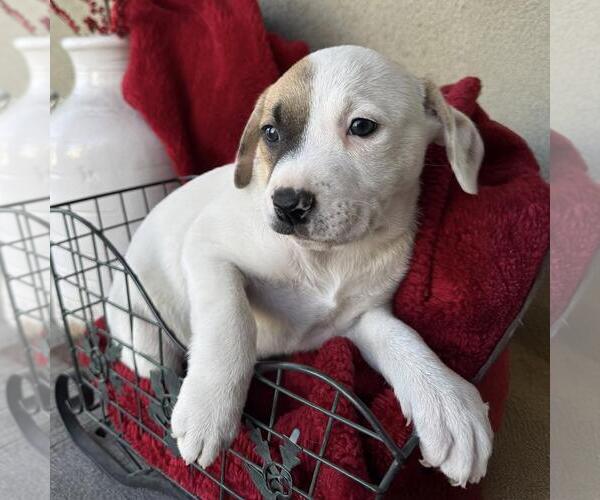 Medium Photo #10 Boxer-Unknown Mix Puppy For Sale in San Diego, CA, USA