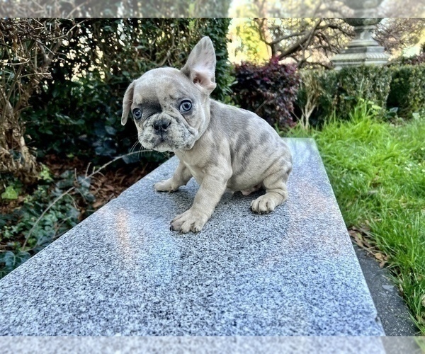 Medium Photo #251 French Bulldog Puppy For Sale in HAYWARD, CA, USA