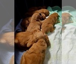 Small #8 Golden Retriever