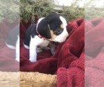 Small Photo #3 Beaglier Puppy For Sale in AIKEN, SC, USA