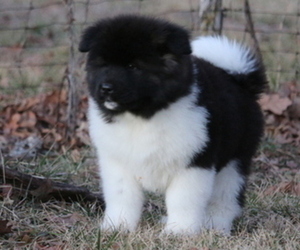 Akita Puppy for Sale in STRAFFORD, Missouri USA
