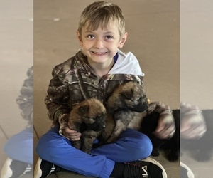 Bouvier Des Flandres Puppy for sale in HASTINGS, MI, USA