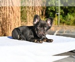 Small #6 French Bulldog