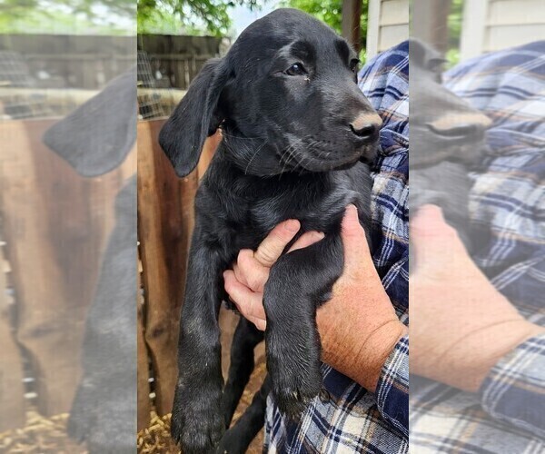 Medium Photo #1 Labrador Retriever Puppy For Sale in IONE, CA, USA