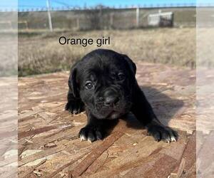 Cane Corso Puppy for sale in KENNEWICK, WA, USA