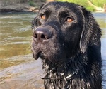 Small Photo #1 Labrador Retriever Puppy For Sale in ONALASKA, WA, USA