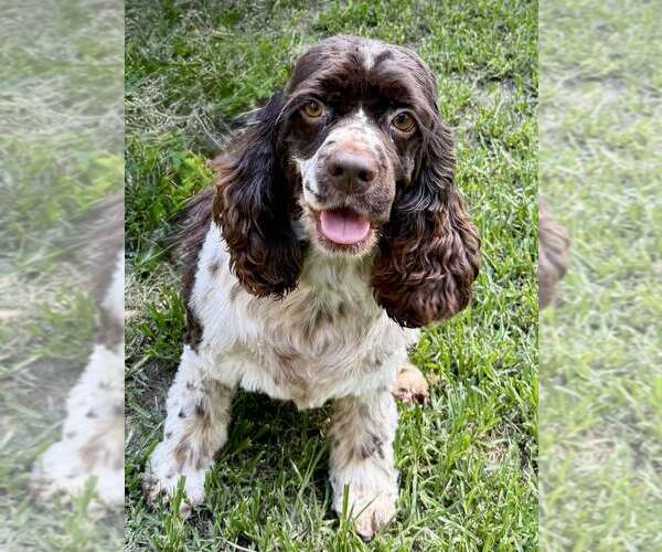 Medium Photo #1 Cocker Spaniel Puppy For Sale in Lee's Summit, MO, USA