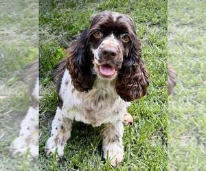 Cocker Spaniel Dogs for adoption in Lee's Summit, MO, USA