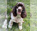 Small Cocker Spaniel