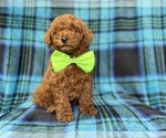 Small #7 Goldendoodle (Miniature)