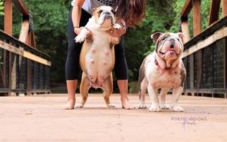 English Bulldog Puppy for sale in MESQUITE, TX, USA