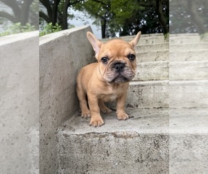 Medium French Bulldog