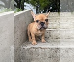 Small Photo #1 French Bulldog Puppy For Sale in SAYREVILLE, NJ, USA