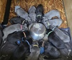 Small #1 Cane Corso