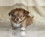 Small Photo #16 Chihuahua Puppy For Sale in HUDSONVILLE, MI, USA