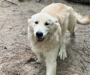 Father of the Golden Retriever puppies born on 12/23/2025