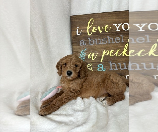 Medium Photo #5 Goldendoodle (Miniature) Puppy For Sale in GREENFIELD, IN, USA