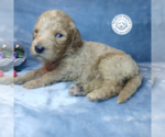 Small Photo #12 Goldendoodle Puppy For Sale in PAULINE, SC, USA