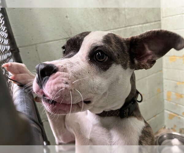 Medium Photo #1 Mutt Puppy For Sale in Stockton, CA, USA