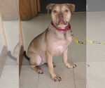 Small Photo #3 American Pit Bull Terrier-Staffordshire Bull Terrier Mix Puppy For Sale in Princeton, MN, USA