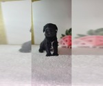 Small Photo #13 Schnauzer (Miniature) Puppy For Sale in MIAMI, FL, USA