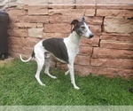 Small Photo #4 Whippet Puppy For Sale in PARKER, CO, USA
