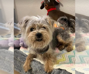 Mutt Dogs for adoption in Cranston, RI, USA