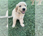 Puppy Yellow Boy Golden Retriever