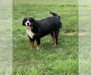 Mother of the Bernese Mountain Dog puppies born on 09/19/2022