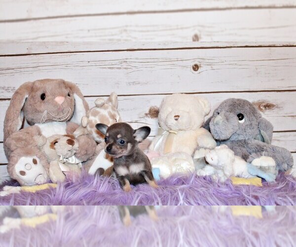 Medium Photo #4 Chihuahua Puppy For Sale in CHARLESTON, AR, USA