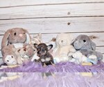 Small Photo #9 Chihuahua Puppy For Sale in CHARLESTON, AR, USA